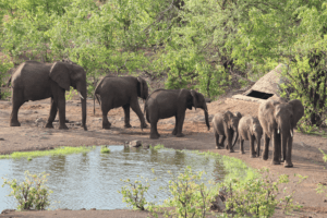 elephant near water elephant near water