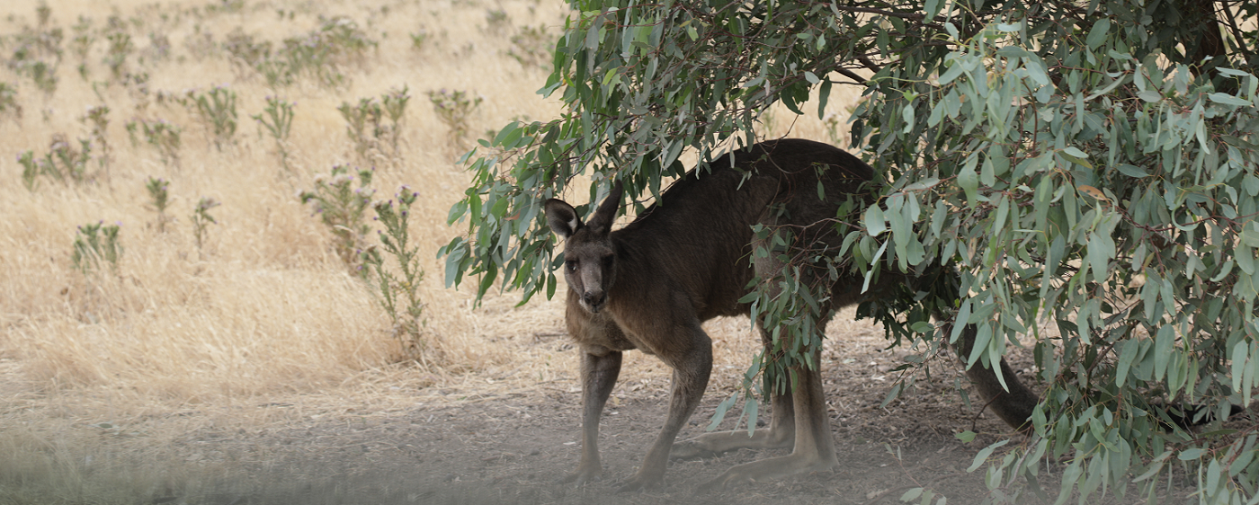 Kangaroo in bush