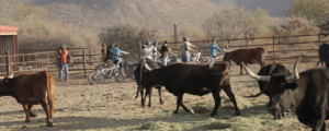 White Stallion Dude Ranch