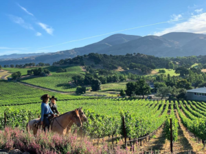 Yountville Estate