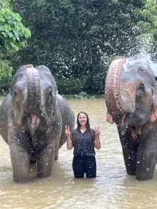 Elephants in Thailand