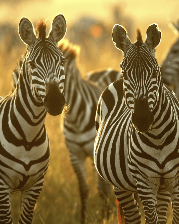African zebras resized