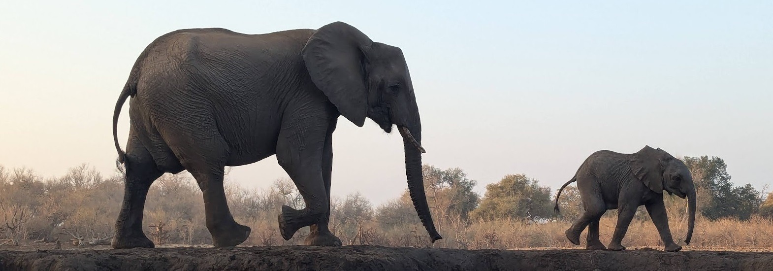 African baby and mom elephant