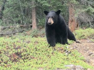 Bear in Jasper
