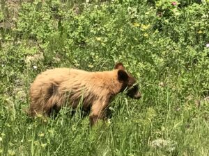 Bear on the Going to the Sun Road in Glacier National Park