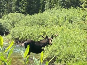 Moose at Schwabacher Landing in Grand Teton National park