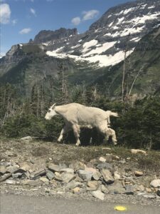 Mountain Goat on Going to the Sun Road in Glacier National Park