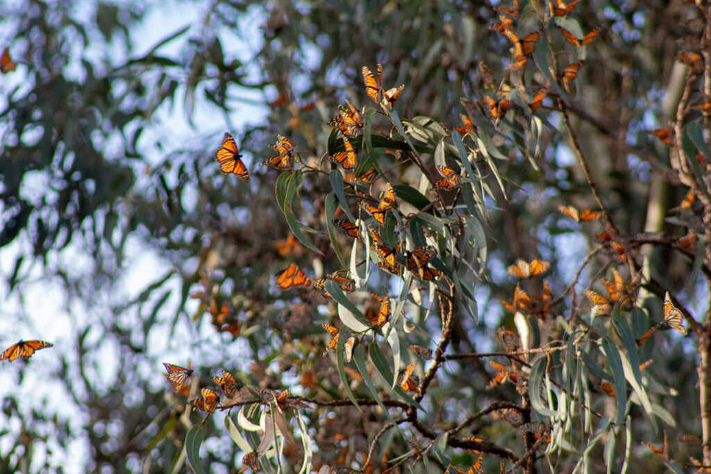 monarchs-overwintering monarchs-overwintering