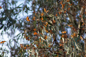 monarchs-overwintering