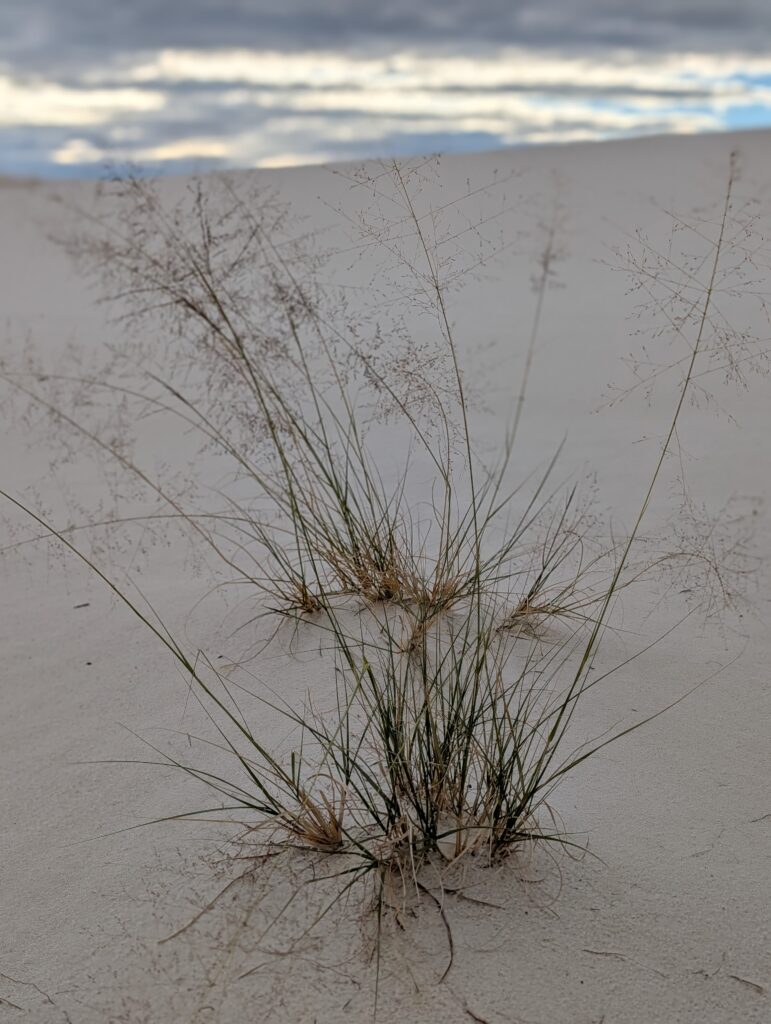 White Sands National Park NM 2
