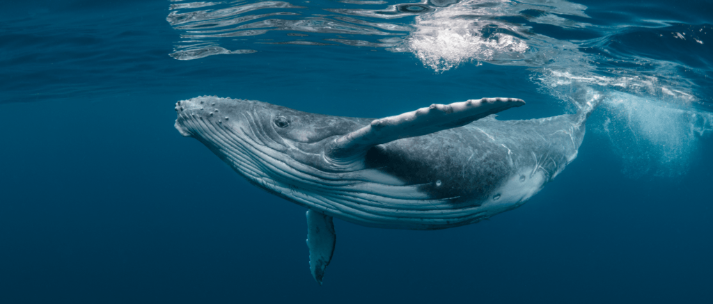Whale watching season in Puerto Vallarta Whale watching season in Puerto Vallarta